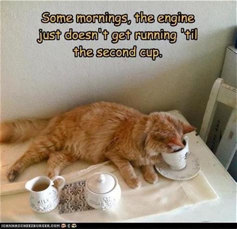 big cat coffee memes|30 Sweet Cat Memes to Sip With Your Morning Coffee